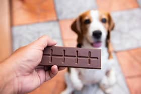 Can dogs eat chocolate