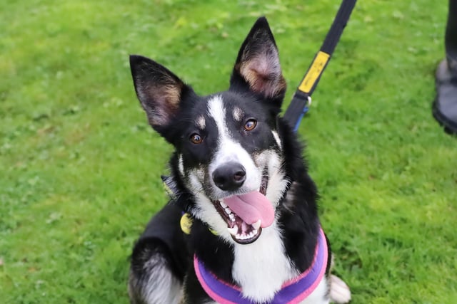 Are you a true Collie lover looking for a fab young dog to have loads of fun with? Skip is only 18 months old and although he’s a little wary of the big wide world, he’s proving that with patience and consistency his confidence is growing and he’s showing huge potential.