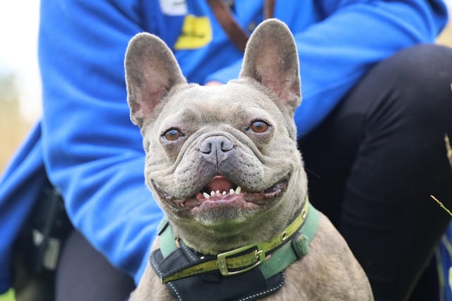 Lou is a five-year-old Frenchie who is full of life. She was returned after not settling into her new home, so Dogs Trust is keen to find the perfect environment for her. She would need a calm home and does not like hustle and bustle, so an adult only home would be perfect. Lou is always on the go and likes to be kept busy with all sorts of fun training and games. She enjoys walks but prefers them in quiet areas where she will not see many other dogs.