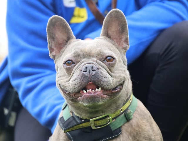 Lou is a five-year-old Frenchie who is full of life. She was returned after not settling into her new home, so Dogs Trust is keen to find the perfect environment for her. She would need a calm home and does not like hustle and bustle, so an adult only home would be perfect. Lou is always on the go and likes to be kept busy with all sorts of fun training and games. She enjoys walks but prefers them in quiet areas where she will not see many other dogs.