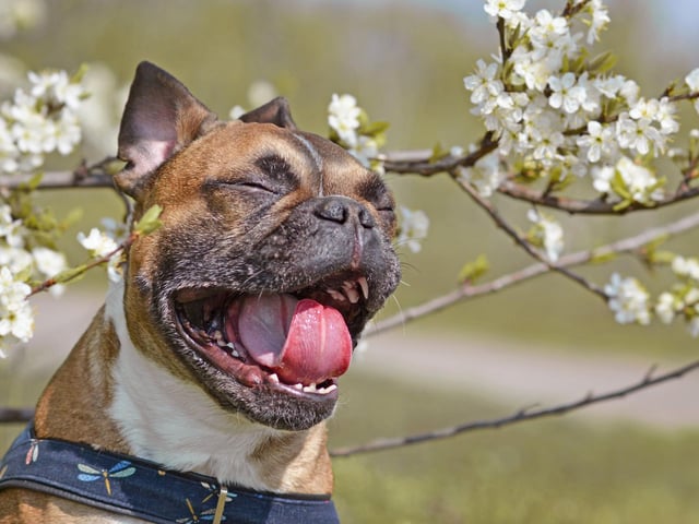 Lesley Watterson said: "A house with lots of land so I could have lots of French bulldogs."