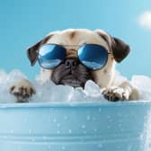 Keep hot dogs and pets cool (photo: adobe)