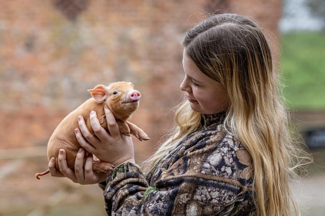Emilia Towers with a Tamworth piglet at Temple Newsam Farm in Leeds.