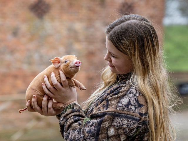 Emilia Towers with a Tamworth piglet at Temple Newsam Farm in Leeds.