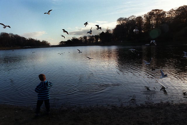 A young boy feeds the seagulls at Waterloo Lake in November 1998.