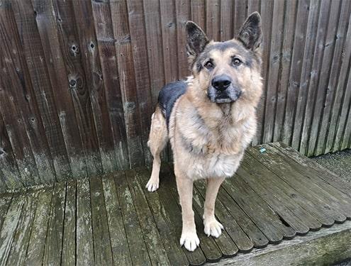 Teddy is an adorable 7 year old German Shepherd. He’s a firm favourite with everyone who meets him. He is a gentle giant and walks lovely and for his age he is still very active. As well as walkies, Teddy loves lots of fuss and playtime. Give him a tennis ball and he is your friend for life.
He should be fine with older children maybe 11 and over and will need his owners around all the time initially to help him settle in and build up to being left alone gradually.