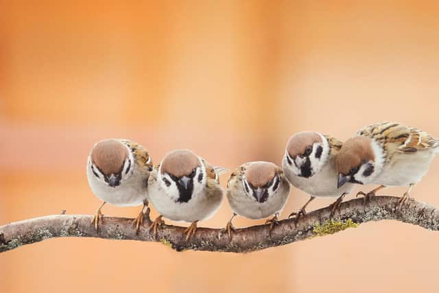 The RSPB are counting on the nation to look out for birds in their garden this weekend (Picture: Shutterstock)