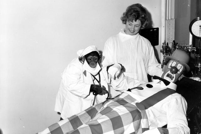 Spuggy, the clown at Billy Smarts Christmas Circus, being treated by Knoble the chimp, assisted by Daphne Murgatroyd, an assistant at Leeds General Infirmary, in December 1964.