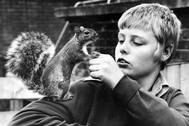 September 1972 and there is never a dull moment at the Bryan household in  thanks to Tiny, a grey squirrel who spent his time running up and down the curtains at the family home and charging about the settee. Ownership was the responsibility of young Peter Bryan pictured with his pet. When first seen  by his master, Tiny was small enough to fit in a matchbox and had to be fed with an eye-dropper. But now at the ripe old age of six months, he is about 18inches long, of which a bushy tail forms half the total length.
