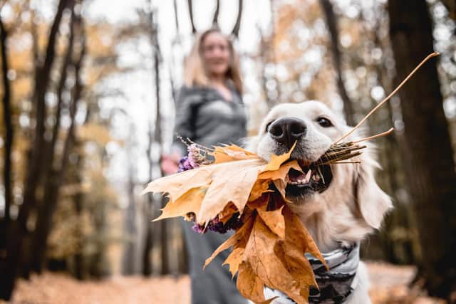 Make sure your dog doesn't pick up anything it shouldn't (photo: Adobe)