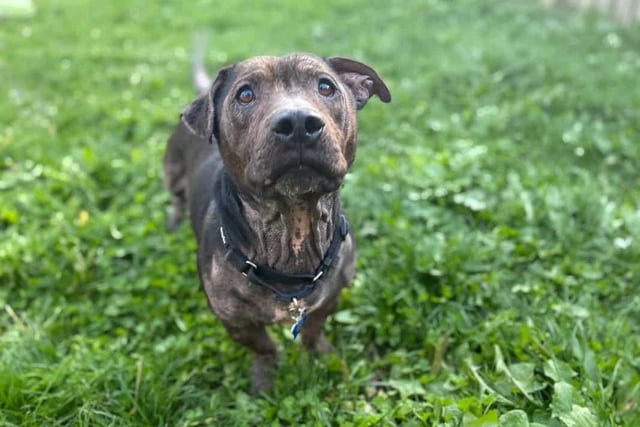 Frankie is a brindle crossbreed aged around eight years old who loves nothing more than a long wander through the woods. Although he'd be more comfortable being the only dog in a home, he walks nicely on a lead and would enjoy having some buddies for walking.