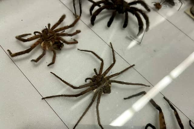 The highly venomous arachnid is one of hundreds of specimens secured inside the unassuming Store 2 at Leeds Discovery Centre. Picture: Leeds Discovery Centre / SWNS