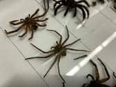 The highly venomous arachnid is one of hundreds of specimens secured inside the unassuming Store 2 at Leeds Discovery Centre. Picture: Leeds Discovery Centre / SWNS