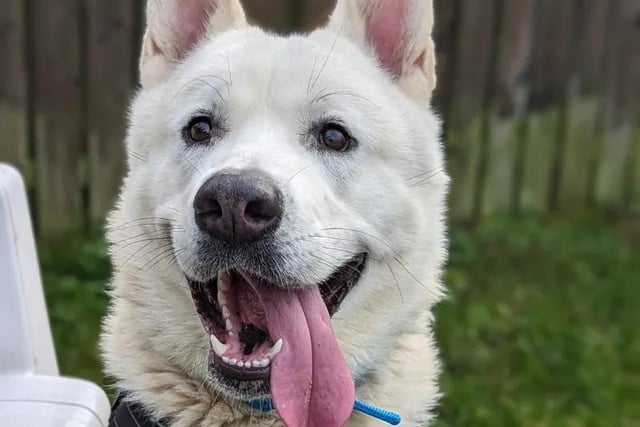 One-year-old Rocky Mountain is an Akita who's full of personality. It took him a while to settle into kennel life but he's now much happier and learning lots with the team. Rocky Mountain loves to play and run about, as well as going on long walks. He'd suit a family who are confident with big breeds.