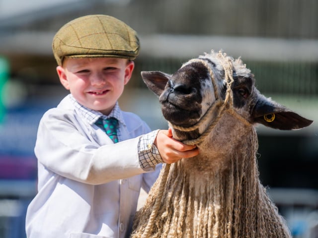 Oliver Horner, aged seven, from Whitby, with his Teeswater Tup sheep during the Young Handlers competition in the Sheep Ring