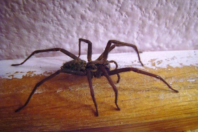 Peppermint oil, conkers and cats - we asked readers for tips on how to keep spiders out of the home.