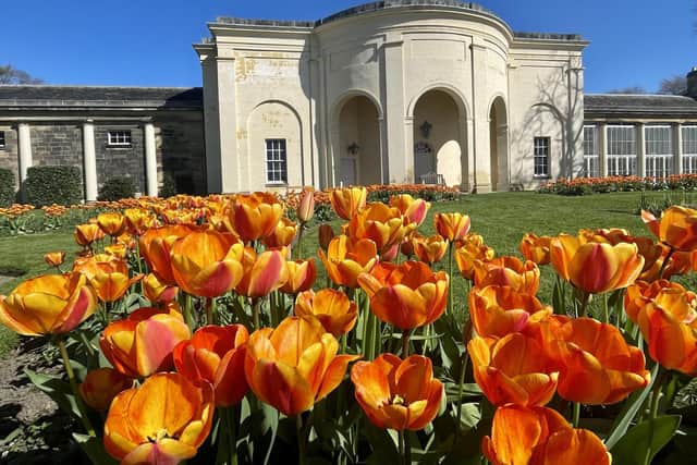 A stunning show of orange tulips at Nostell Priory.