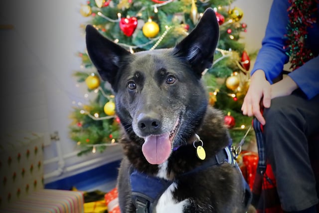 Purdy is a beautiful seven-year-old Shepherd Cross who adores showering her humans in love and affection. She is worried by other dogs but has shown that when walked in quiet, dog-free areas she is perfect. She’ll thrive in a patient household where she won’t see other dogs around her home.
