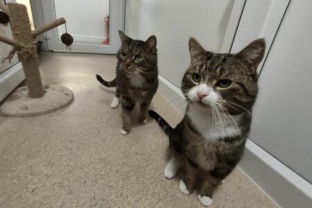 Pinky and Cammo, a pair of five-year-old domestic short hairs, super affectionate and love company from all the team and volunteers. They would be happy to join a family with children who are experienced with cats.