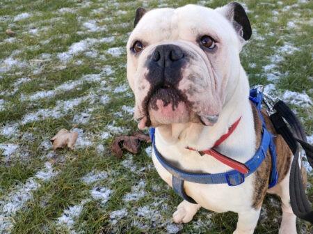 English Bulldog Bronson is approximately six years old and loves to play. He would like a new family to help him socialise a bit more.