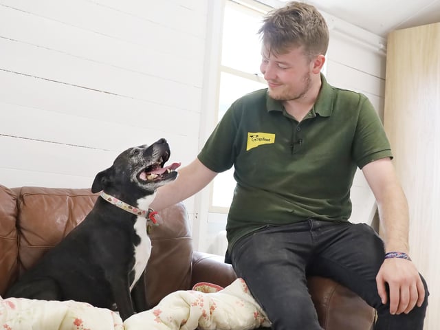 10-year-old Staffy Cheeka is full of life and loves getting out. She is affectionate and enjoys showering friends with love.