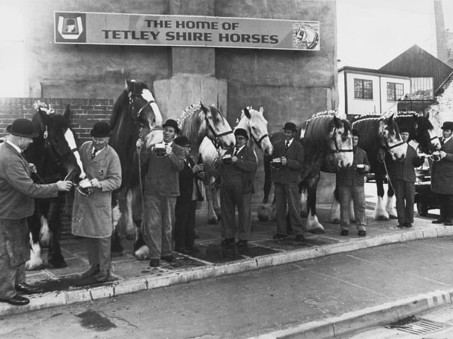 The Tetley team of Shire horses enjoy a taste of their favourite tipple in February 1980.