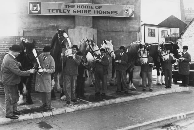 The Tetley team of Shire horses enjoy a taste of their favourite tipple in February 1980.