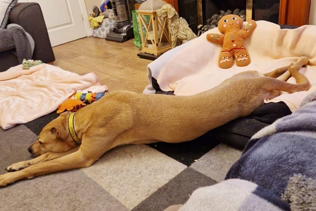 Bonnie, a 4yr old Crossbreed, has been having some sleepovers at her handlers house so the team can find out more about what she’ll be like in a home environment. We think this pic says it all! We were told that Bonnie is an absolute dream and possibly the best sofa snuggler in the world!