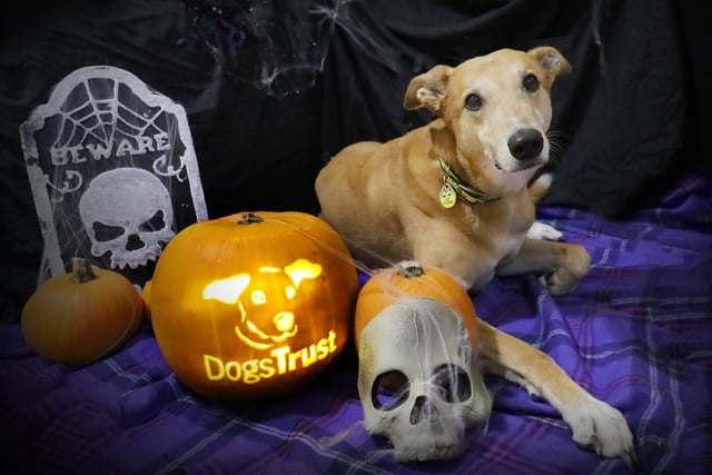 Jake the eight year old Lurcher was posing up a storm for his special Halloween photo!
He’s been waiting to find his forever home for quite some time now due to having a number of specific requirements, but he’s the most handsome and loving boy once he knows you. We think he’s wonderful and hope he finds his forever home soon.