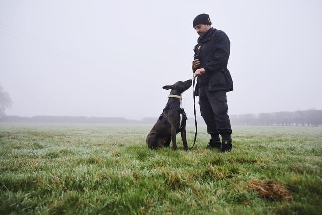 Beau the 2 year old Lurcher was seen enjoying an early morning walk with his handler Cameron.
He’s a very energetic boy who loves his training. He will really suit an active home with adopters who will enjoy doing lots of fun training with him.
Once he’s settled in his new home he’ll be a very loyal and loving companion.