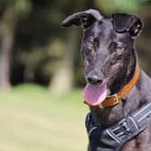 Kloppy is a three-year-old ex-racing Greyhound with a sweet nature. She would be fine with children who are confident around larger dogs. Kloppy is currently living in a foster home and everyone there has fallen in love with her. She is chilled and enjoys playing with toys. Kloppy would make a perfect family pet.