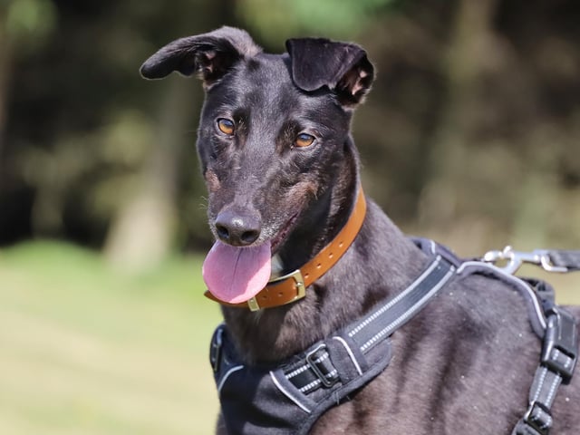 Kloppy is a three-year-old ex-racing Greyhound with a sweet nature. She would be fine with children who are confident around larger dogs. Kloppy is currently living in a foster home and everyone there has fallen in love with her. She is chilled and enjoys playing with toys. Kloppy would make a perfect family pet.