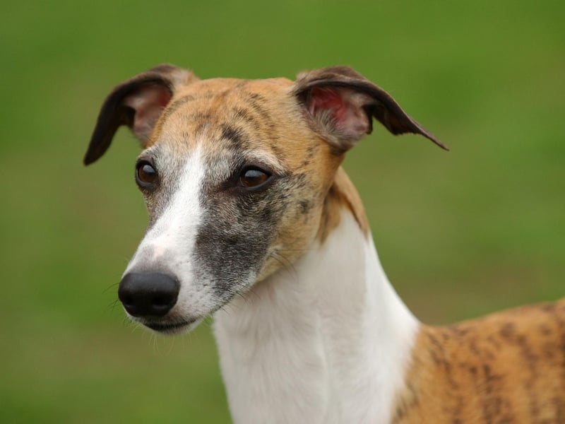 Affectionate, gentle and friendly, Whippets are the second most popular of the hound breed, with over 4,000 registrations last year.
