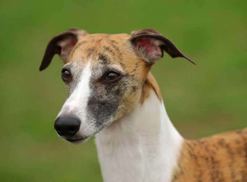 Affectionate, gentle and friendly, Whippets are the second most popular of the hound breed, with over 4,000 registrations last year.