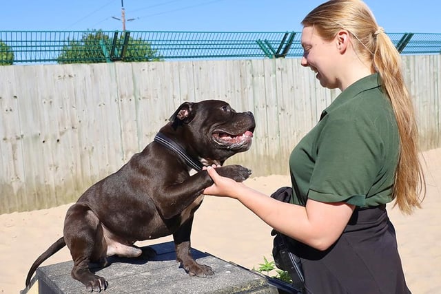 Three-year-old Bulldog Rosco enjoyed an outdoor training session with handler Coralie. He would suit patient adopters keen to continue with his training.