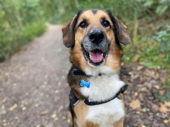 Jake is a 12-year-old Shepherd crossbreed who loves fuss and attention. He is more comfortable being the only dog in a home and is not comfortable living with a cat.