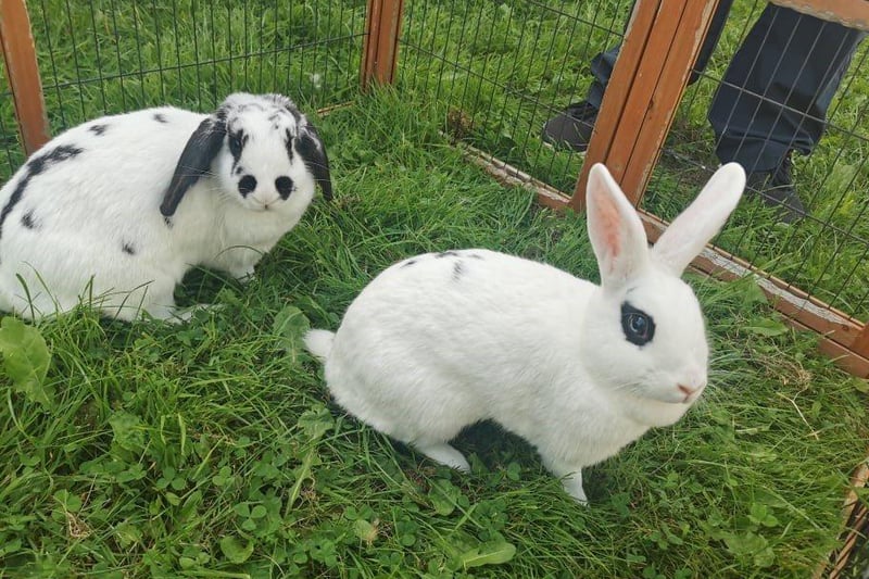 Lucy and Spots are an inquisitive pair. They are a bonded pair of bunnies so would need to be rehomed together. They love wandering around in their outdoor pen, and chomping on their veggies.