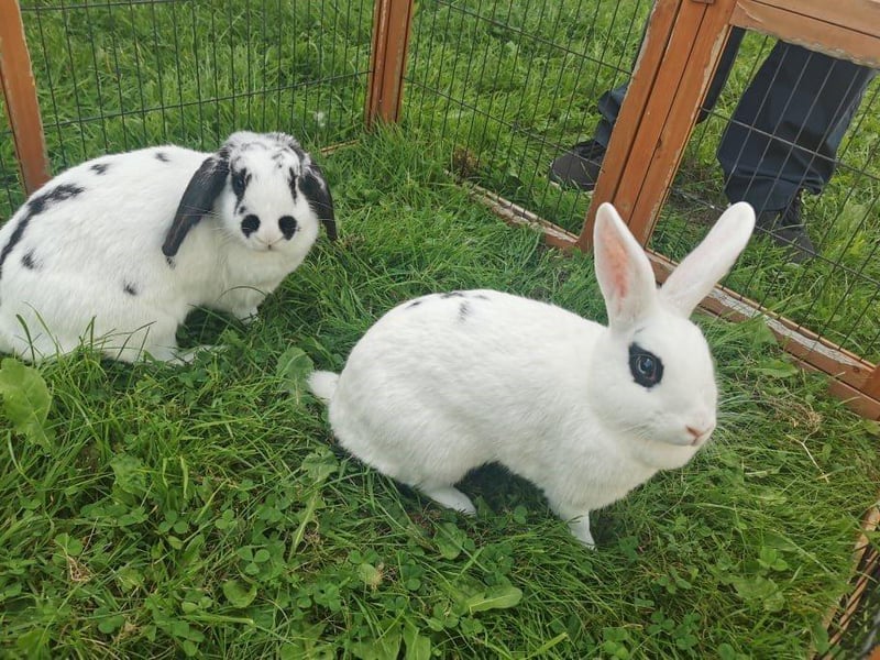 Lucy and Spots are an inquisitive pair. They are a bonded pair of bunnies so would need to be rehomed together. They love wandering around in their outdoor pen, and chomping on their veggies.