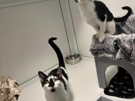 Libby came into Branch care after being rescued from a house fire whilst Deirdre was found in a garden when she was only days old after her mum was sadly driven away by a tom cat. The two kittens quickly became the best of friends. The duo are looking for a loving family who will enjoy both of their very different personalities and have plenty of toys, playtime and opportunities for them to explore.