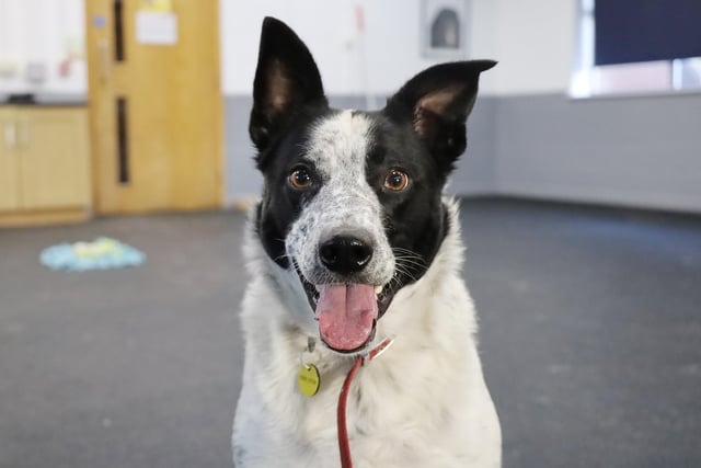 Alfie is a super smart 2yr old Collie. He will need an adult only home with no other pets and minimal comings and goings initially. He can be worried by new people, but he’s easy to introduce. He is timid around other dogs and prefers to avoid them if he can. He will need to be walked in quieter areas where he can fully relax and enjoy his time out and about. He'll need a private, secure garden so he has somewhere to play off-lead. He isn't used to being left alone so will need someone around all the time and any alone time will need to be built up slowly. Alfie will need his new family to be passionate about dog training as he is doing really well at the centre, and we want this to continue in his home.