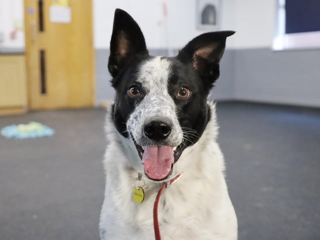 Alfie is a super smart 2yr old Collie. He will need an adult only home with no other pets and minimal comings and goings initially. He can be worried by new people, but he’s easy to introduce. He is timid around other dogs and prefers to avoid them if he can. He will need to be walked in quieter areas where he can fully relax and enjoy his time out and about. He'll need a private, secure garden so he has somewhere to play off-lead. He isn't used to being left alone so will need someone around all the time and any alone time will need to be built up slowly. Alfie will need his new family to be passionate about dog training as he is doing really well at the centre, and we want this to continue in his home.