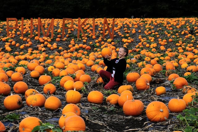 Eight-year-old Luke Rendell, of Wrose, picks a pumpkin