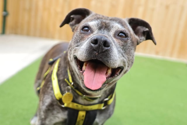 Bella is a playful 12-year-old Staffy who loves being around people and is used to spending all day with her family. She may be an older girl but when the toys come out, she plays like a dog a fraction of her age! She's led quite a sheltered life and isn't used to the big wide world, so she needs her new family to be patient and slowly let her build confidence before expecting her to head out on any proper walkies. She loves her food and is generally a real joy to be around.