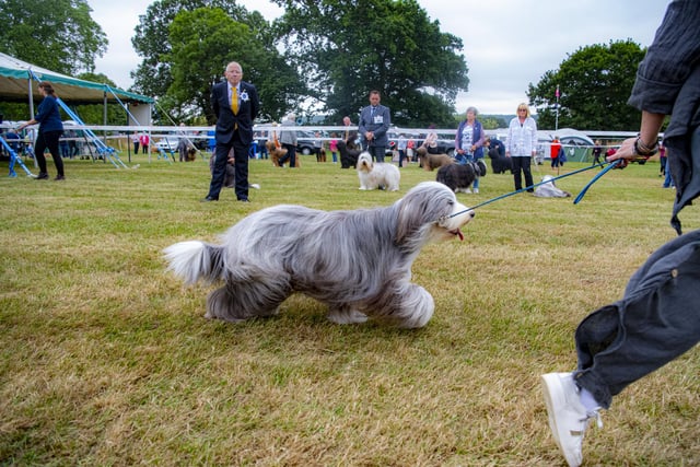 Bearded collies in competition  on the first day at Leeds Championship Dog Show at Harewood House.