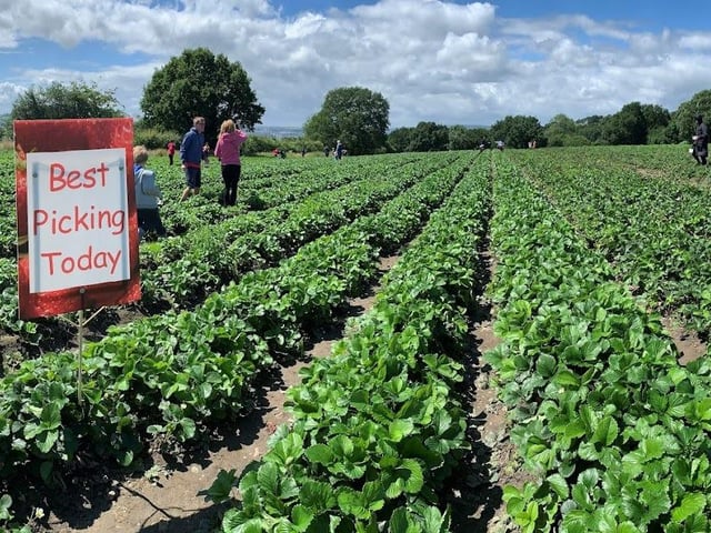Kemps Farm, in Horsforth, has a rating of 4.7 stars from 380 Google reviews. It promises "slow growing, slow maturing, bronze free range turkeys". It offers a number of sizes due to the different strain of the bronze turkeys.