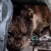 Firefighters discovered the wild otter nestled inside a vehicle’s engine compartment in Tadcaster (Photo: @NYFRS_Tad/SWNS)