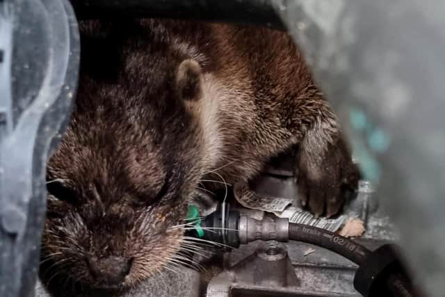Firefighters discovered the wild otter nestled inside a vehicle’s engine compartment in Tadcaster (Photo: @NYFRS_Tad/SWNS)