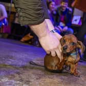 Puppy Jaffle at the Pup Up Cafe in Sheaf Street (Photo: Tony Johnson)