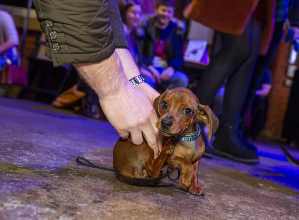 Puppy Jaffle at the Pup Up Cafe in Sheaf Street (Photo: Tony Johnson)