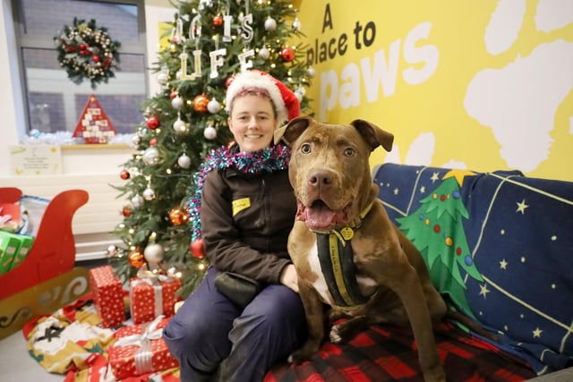 Rolo, a 10-month-old Staffy Crossbreed, had a rough start to his short life. He arrived at the centre with a broken leg but healed up after surgery. He is a fun and energetic dog who loves people and enjoys meeting other pups out and about.